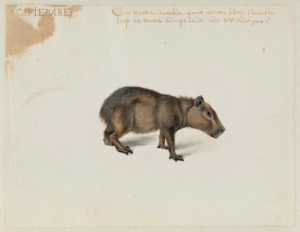 Post_Capybara